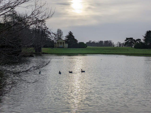 Ducks in the pond