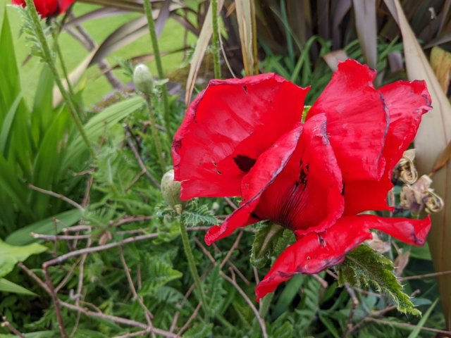 Flowers